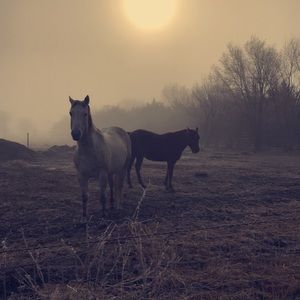 Meet your Posher, Carl